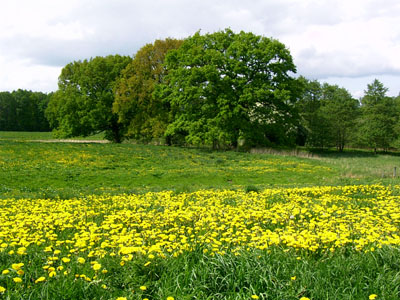 Langen Brütz bei den drei Eichen